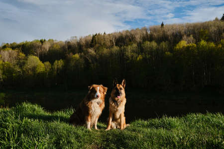 Two beautiful purebred dogs in the field at sunset against background of river and forest are resting. German and Australian Shepherd sit and pose together. Ugra National Park, Russia.の写真素材