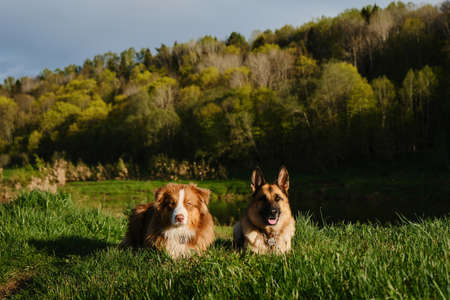 Two beautiful purebred dogs in the field at sunset against background of river and forest are resting. German and Australian Shepherd lie and pose together. Ugra National Park, Russia.の写真素材