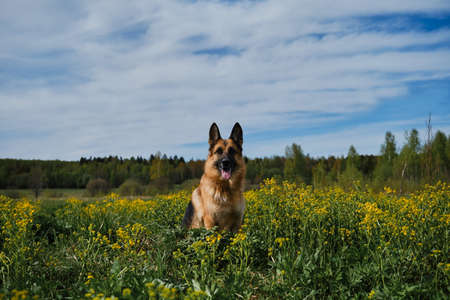Beautiful German Shepherd sits in rapeseed field and smiles. Charming dog in blooming yellow field in flowers in summer or late spring. Warm sunny weather and blue sky with clouds.の写真素材