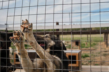 Mongrel in shelters enclosure has put his paws on net and waiting for adoption. Concept of unnecessary abandoned animals. Kennel of northern sled dogs Alaskan husky in summer.の写真素材