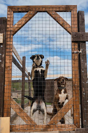 Two mongrels in aviary behind fence of shelter cage put their paws on net and wait for adoption. Concept of unnecessary abandoned animals. Kennel of northern sled dogs Alaskan husky in summer.の写真素材