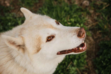 Beige Siberian husky with brown eyes portrait close up, looks and smiles. The Northern sled dog...