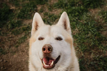 Beige Siberian husky with brown eyes portrait close up, looks and smiles. The Northern sled dog...