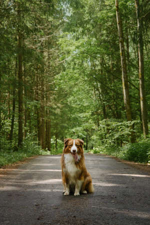 Brown Australian Shepherd puppy with white breast and stripe on head sits on forest road in summer and poses with tongue sticking out. Dog in mixed green forest is resting on trail. dog friendly park.の写真素材