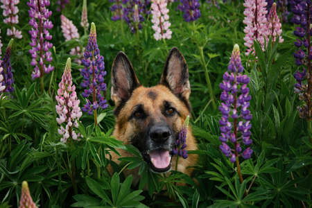 German Shepherd poses in lupin flowers in field in summer. portrait close-up. Pink, purple and lilac lupines. Purebred beautiful dog sitting among wild flowers in tall green grass in park.の写真素材