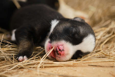 Newborn black and white puppy with pink nose portrait close up. Alaskan husky from kennel of northern sled dogs sleeps lying on hay with mouth open. Mongrel puppy was recently born, eyes still closed.の写真素材