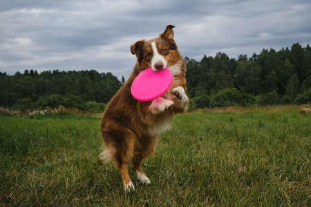 Brown cheerful Australian Shepherd jumps and catches flying disc with teeth. front view. Funny surprised dog face. Sports with pet outdoors. Aussie playing with plate.の写真素材
