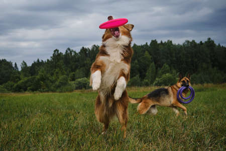 Two dogs in park in summer. Brown cheerful Australian Shepherd jumps and catches pink flying disc with teeth. German Shepherd dog runs around the field with round toy in teeth. Pets have fun outside.の写真素材