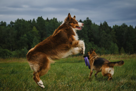 Two dogs in park in summer. Brown cheerful Australian Shepherd jumps high. Pets have fun outside. German Shepherd dog runs around the field with round toy in teeth. Concept of healthy life with animals.の写真素材