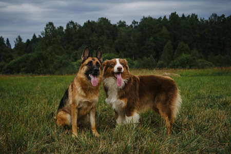Two dogs in park on green grass posing. Brown Australian standing and black red German Shepherd sitting next to each other in rural clearing. Pets on walk in summer with tongues hanging out.の写真素材