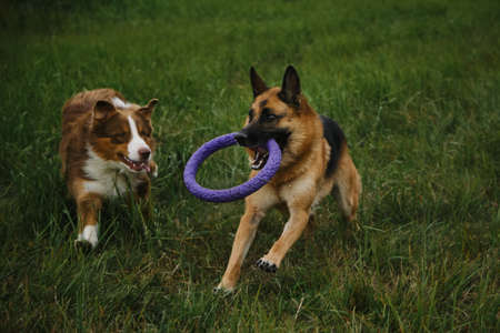 Two dogs in park running fast and actively with round toy in teeth. Brown Australian Shepherd dog playing catch up with German Shepherd. Pets spend strength and energy on walk in summer.の写真素材