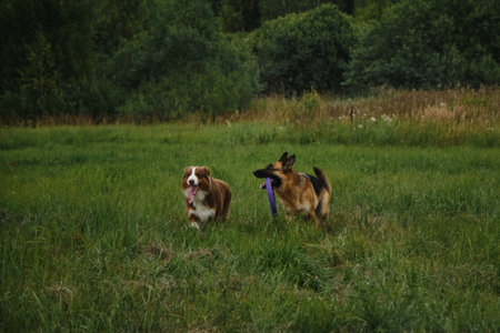 Two dogs in park running fast and actively with round toy in teeth. Brown Australian Shepherd dog playing catch up with German Shepherd. Pets spend strength and energy on walk in summer.の写真素材