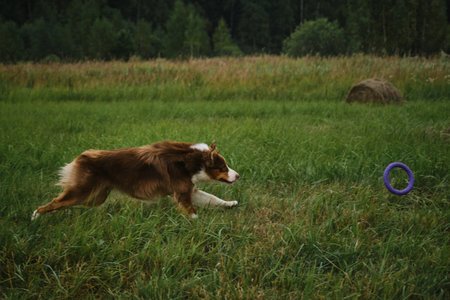 Dog in park runs fast and actively chasing round toy rolling on grass. Australian Shepherd dog playing in the field. Aussie spends strength and energy in summer. Side view, beautiful phase of movement.の写真素材