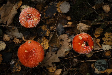 Amanita muscaria Macro photo. top view. Concept of environment and nature of autumn forest in...