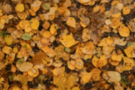 Minimalistic blurry autumn horizontal banner. Many different yellow and orange fallen leaves close up out of focus, top view. Concept of nature in fall without people. Empty space for inscription.の写真素材