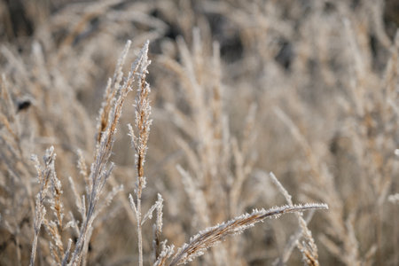 Abstract natural background of soft wild brown plants. Concept nature in detail at end of autumn. First frosts. Pampas grass on blur bokeh, Dry reeds boho style. Fluffy stems of tall grass in winter.の写真素材