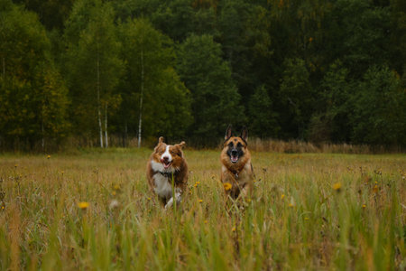 Concept of pets unity with nature. Two active and energetic purebred dogs running merrily forward with tongues sticking out. Australian and German Shepherd on walk in autumn field. no people.の写真素材