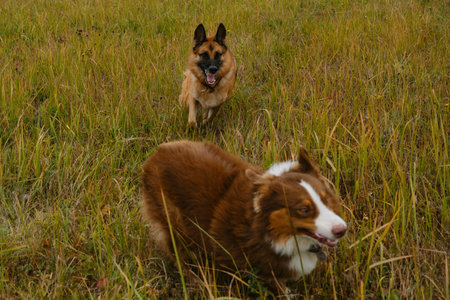 Two purebred dogs run fast and play catch up on green grass. Australian and German Shepherd on walk...