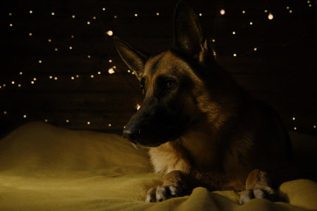 Charming adult German Shepherd dog lying on yellow blanket on bed at home. Bright festive garland shines on wall. Celebrate Christmas and New Year home. Dark photo, little light and a lot of shadows.の写真素材