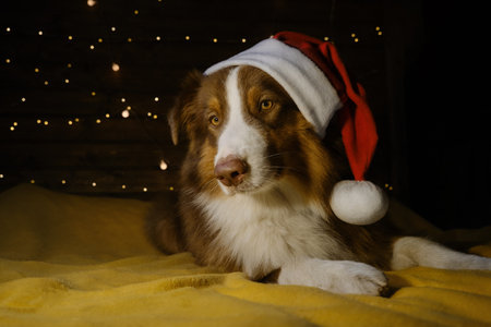 Concept of pets as people. Charming brown Australian shepherd in red Santa hat lying on yellow blanket. Festive garland lights shine on wall behind. Celebrate Christmas at home. Aussie red tricolor.の写真素材