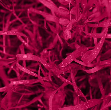 Viva magenta color of 2023 year grass with dew drops close up. Macrophotography of wet grass. Minimalist screensaver with elements of nature and the environment.の写真素材