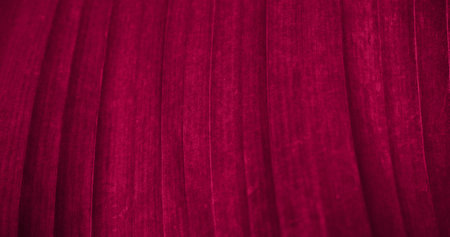 Banana tree leaf close-up. Minimalistic pink background with striped large leaf. Banana palm tree viva magenta, color of 2023 year. An empty space for your text or design.の写真素材