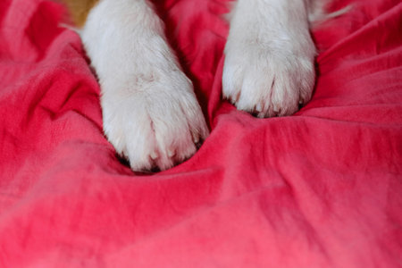 Viva magenta color of 2023. The concept of pets as people. White fluffy paws of puppy on pink...