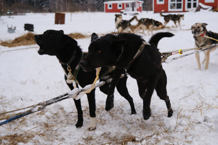 Alaskan huskies strong and hardy sled dogs. One dog barks other jumps. Two black mixed breed dogs...