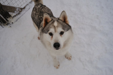 One elderly gray-white Siberian husky with sad eyes stands in snow and looks up with head raised. Top view from first person, wide-angle unusual angle. Northern sled dog breed.の写真素材