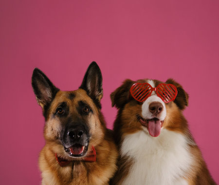 Card with pets on pink. For wedding, anniversary or birthday. Concept of Valentine's Day. Australian Shepherd wears heart-shaped glasses sits next to German Shepherd gentleman wearing a bow tie.の写真素材