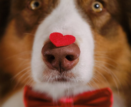 Australian Shepherd dog wears bow tie and has red heart on nose. congratulations for wedding, anniversary or birthday. Concept of Valentine's Day. Postcard with pet portrait close up.の写真素材