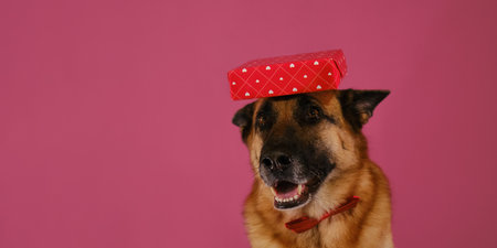 Concept of Valentine's Day. Postcard with pet on pink background. Happy German Shepherd dog wears bow tie and gift box on head. Banner copy space. Congratulations for wedding, anniversary or birthday.の写真素材