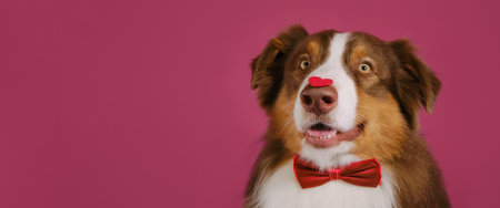congratulations wedding, anniversary birthday. Concept of Valentine's Day. Postcard with pet on a pink background. copyspace. Happy Australian Shepherd dog wears bow tie and has red heart on nose.の写真素材