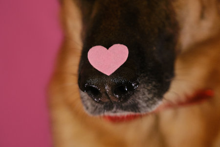 German Shepherd dog wears bow tie and has pink heart on nose. Postcard with pet on a pink background. Congratulations for wedding, anniversary or birthday. Concept of Valentine's Day.の写真素材