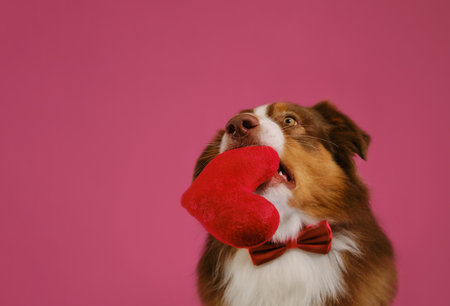 Australian Shepherd dog holds soft toy in shape of heart in mouth. Gift for wedding, anniversary or birthday. Concept of Valentine's Day. Postcard with pet on pink background. With copy space.の写真素材