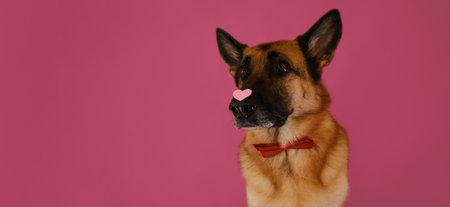 Postcard with pet on a pink background. Banner copy space. German Shepherd dog wears bow tie and pink heart on nose. Congratulations for wedding, anniversary or birthday. Concept of Valentine's Day.の写真素材