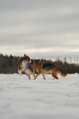 Australian and German Shepherd active and energetic dog breeds. Concept pets have fun in nature...