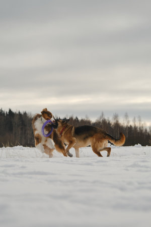 Australian and German Shepherd active and energetic dog breeds. Concept pets have fun in nature...