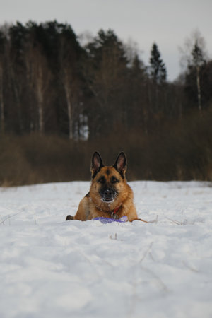 Concept of pet having fun in nature. Adult German Shepherd lies on snow in winter park with toys and...