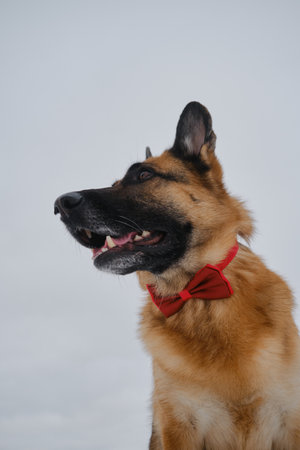 German Shepherd wears red bow tie around neck. Dog in gentlemans suit against gray overcast sky. Pet concept looks stylishly like human. Portrait in profile close up.の写真素材