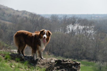 Dog stands on large stone on hill overlooking beautiful spring landscape and poses. Full-length portrait side view on sunny day. Hiking in mountains as pet. Brown Australian Shepherd is companion dog.の写真素材