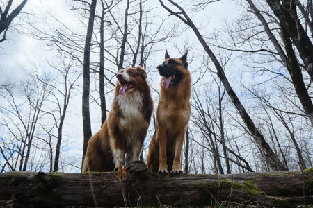German and Australian Shepherd dogs stand with their front paws on log. Two energetic dogs best friends on walk. wide angle view. Concept pets actively and have fun outside in forest in early spring.の写真素材