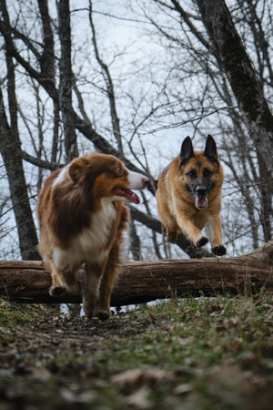 Concept pets actively and have fun outside in forest in early spring. German Shepherd quickly runs forward and jumps over log. Two energetic dogs on walk. Aussie runs alongside. front view.の写真素材