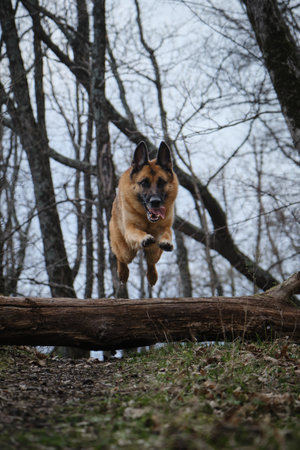 German Shepherd dog quickly runs forward and jumps over log, front view. Energy dog walk. Concept pets actively and have fun outside in forest in early spring.の写真素材