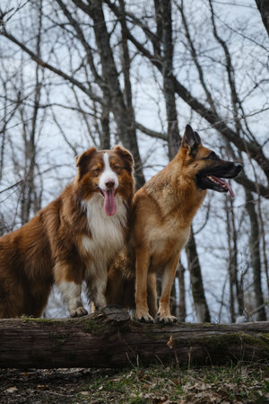 Concept pets actively and have fun outside in forest in early spring. German and Australian Shepherd dogs stand with their front paws on log. Two energetic dogs best friends on walk. front view.の写真素材