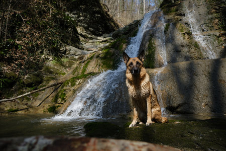 Concept of a pet having fun and actively spending time in nature. German Shepherd sits near waterfall on warm sunny spring day. Hiking and trekking in mountain rivers with dog.の写真素材