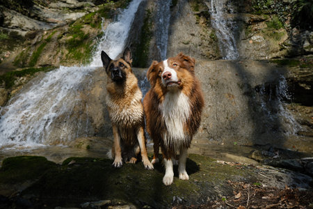Concept pets actively spend time in nature. German and Australian Shepherd Dogs stand near waterfall on warm sunny spring day. Hiking and trekking in mountain rivers with two dogs.の写真素材