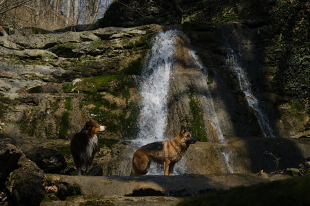Concept pets actively spend time in nature. German and Australian Shepherd Dogs stand near waterfall on warm sunny spring day. Hiking and trekking in mountain rivers with two dogs.の写真素材