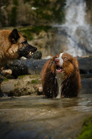 Concept pets have fun in nature. German and Australian Shepherd dogs play with water and splash near...