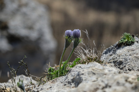 Two small lilac primrose flowers grow together right out of stone cliff, close up view. Wild plants...